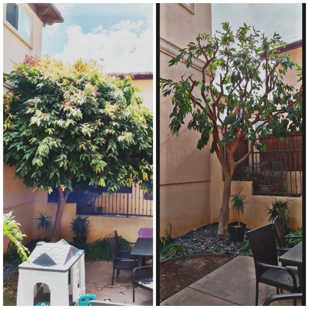 Professional landscape installation near you in Lawndale, CA by Sal's Gardening Service