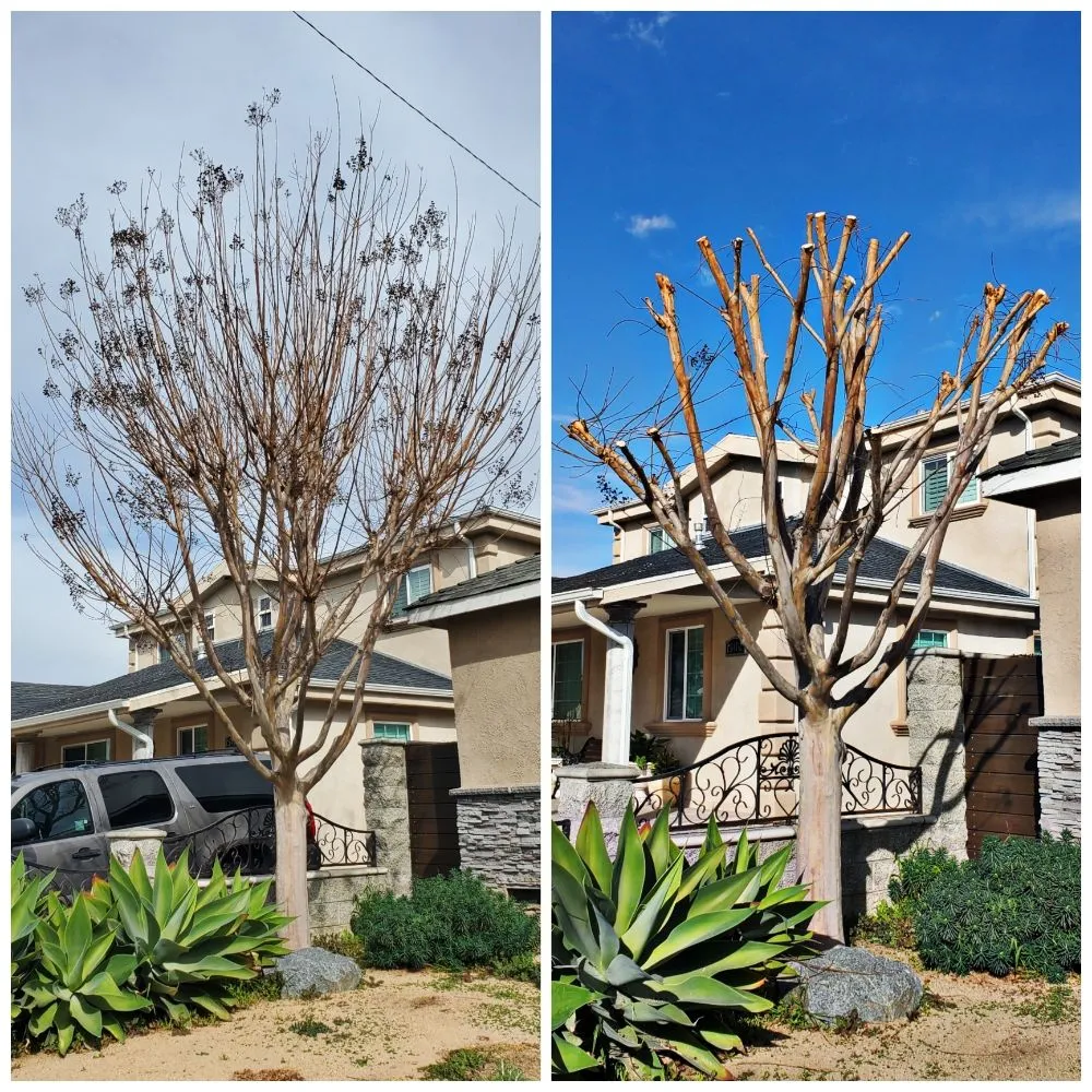 Trusted yard cleanup service for residential properties across Lawndale, CA - Sal's Gardening Service