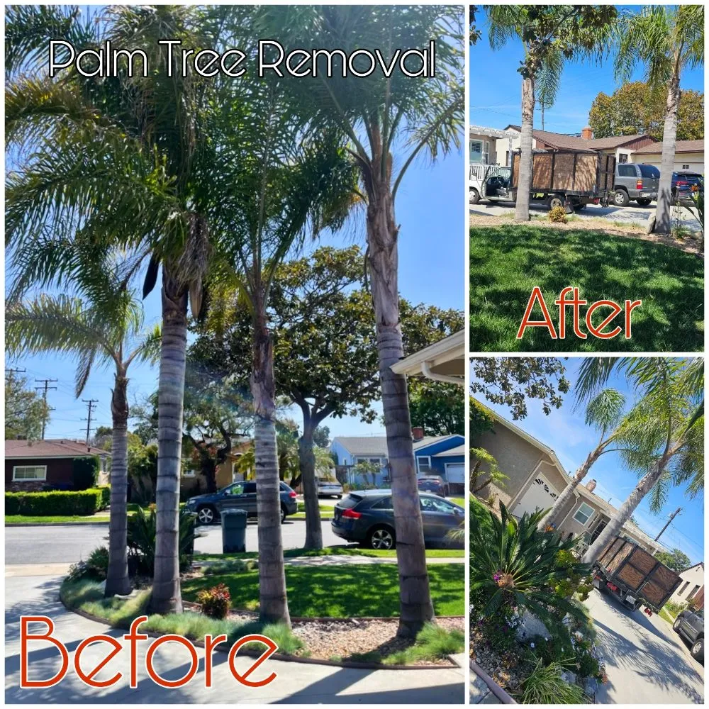 Custom lawn care service experts serving Lawndale, CA - Sal's Gardening Service