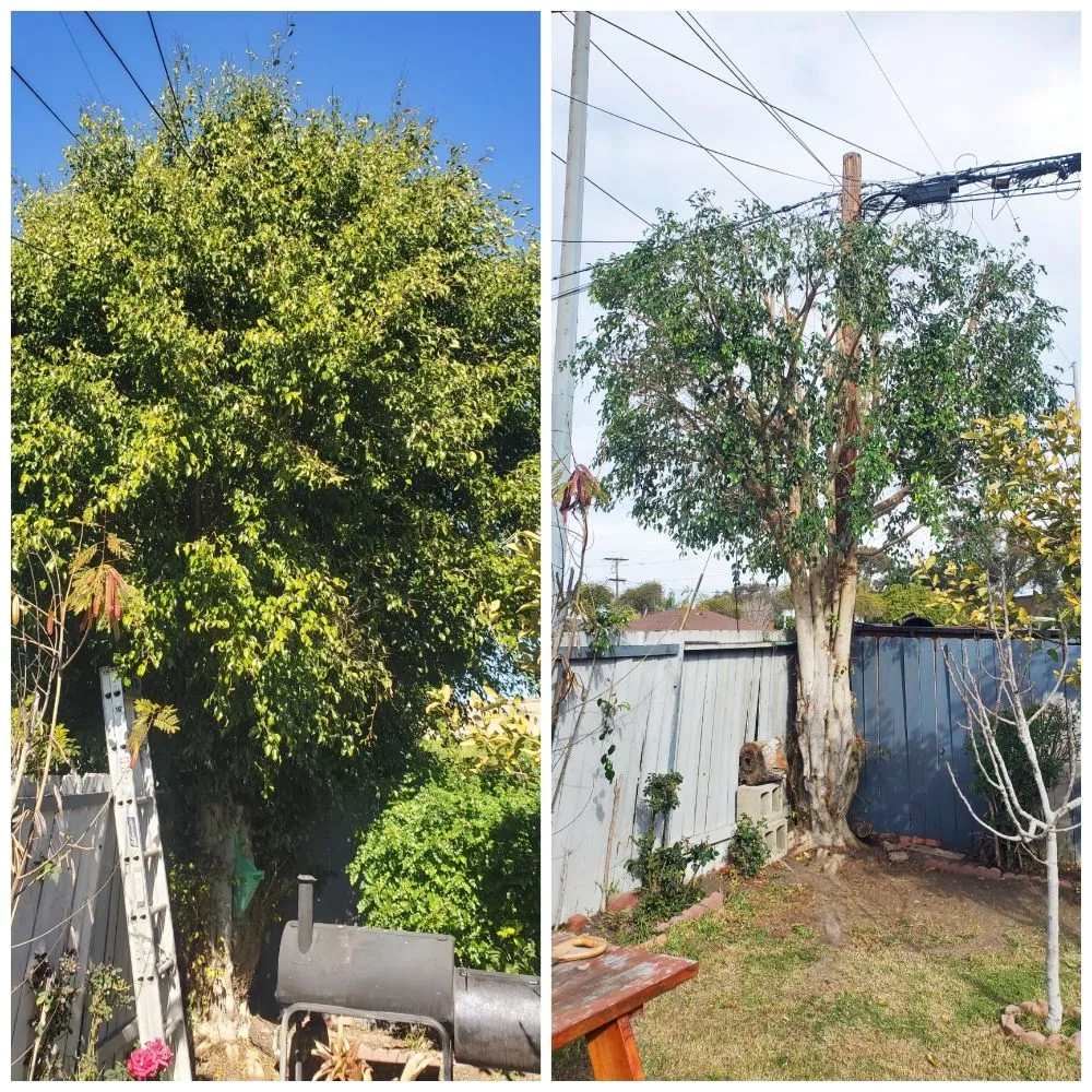 Custom yard maintenance for outdoor upgrades in Lawndale, CA by Sal's Gardening Service