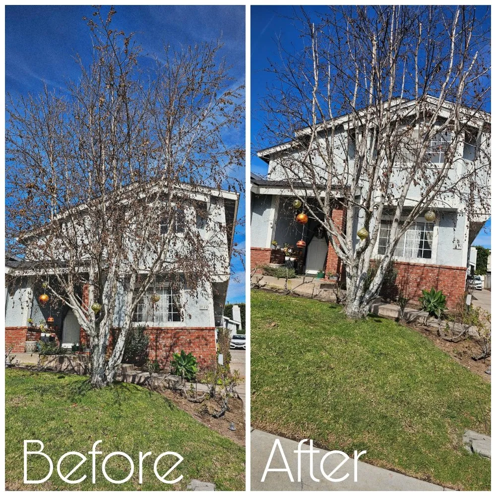 Reliable yard cleanup service experts serving Lawndale, CA - Sal's Gardening Service