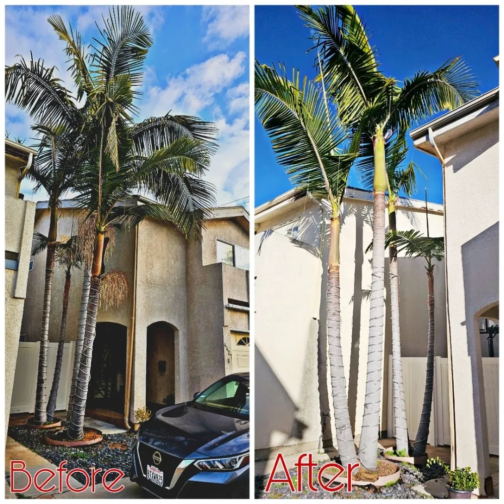 Reliable residential landscaping experts serving Lawndale, CA - Sal's Gardening Service