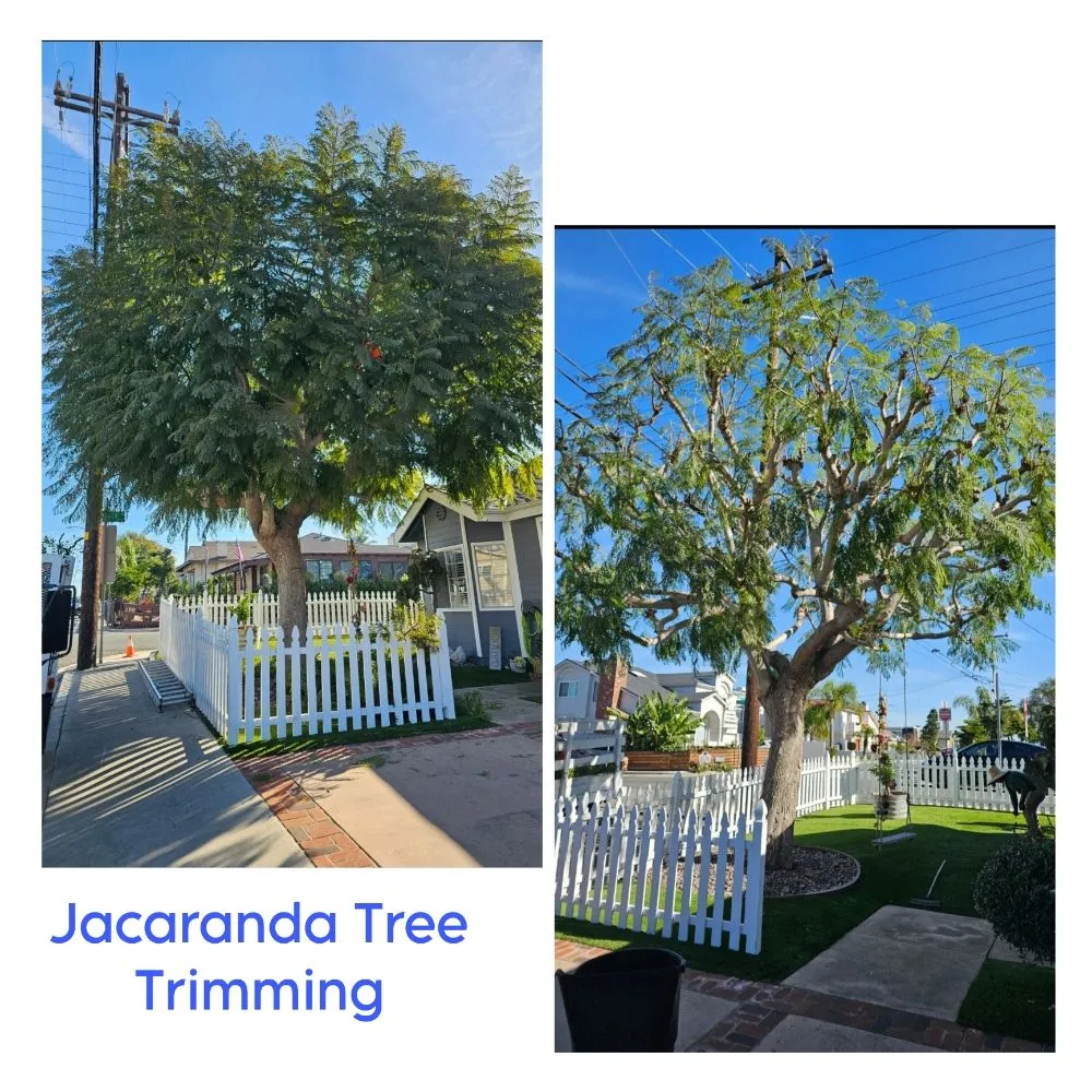 Local landscape installation for residential properties in Lawndale, CA by Sal's Gardening Service