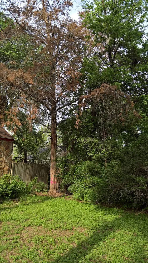 Top-rated garden landscaping in Fort Worth, TX - Sal's Landscape & Tree Service