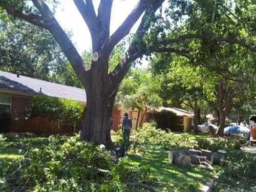 Local landscaping services in Fort Worth, TX by Sal's Landscape & Tree Service