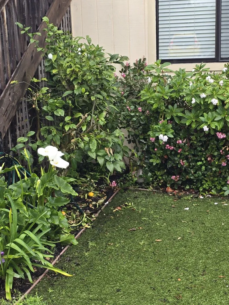 Professional yard cleanup service experts serving Seaside, CA - Sal's Landscaping