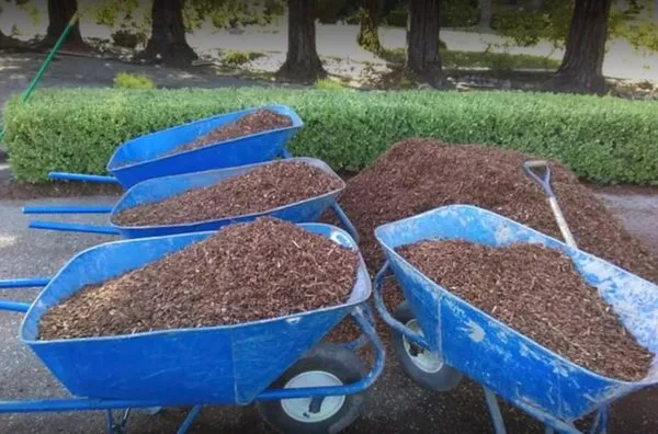 Sal's Lawn Service Logo