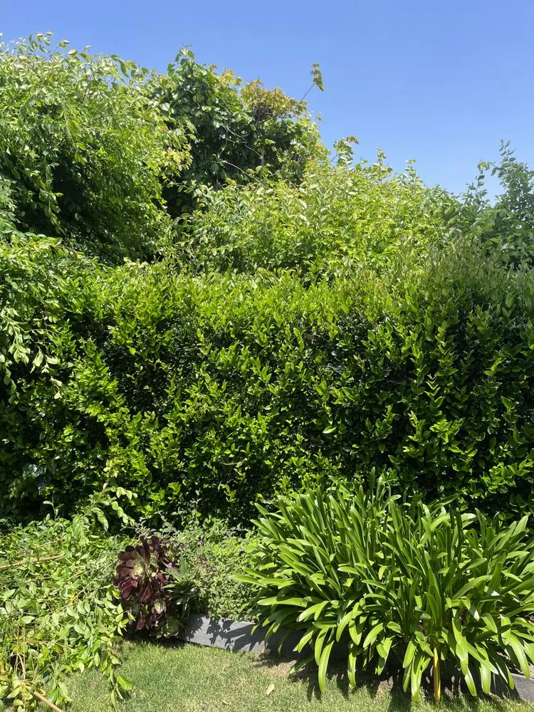 Top-rated yard maintenance in Lawndale, CA - Sals quality gardens