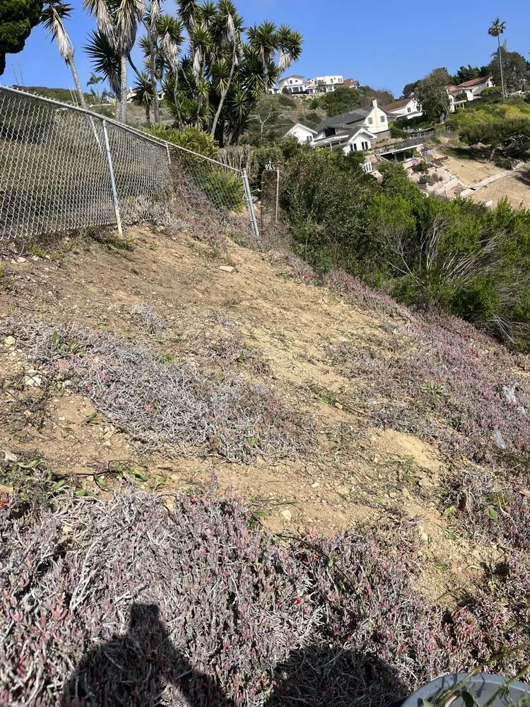 Local landscape design in Lawndale, CA by Sals quality gardens