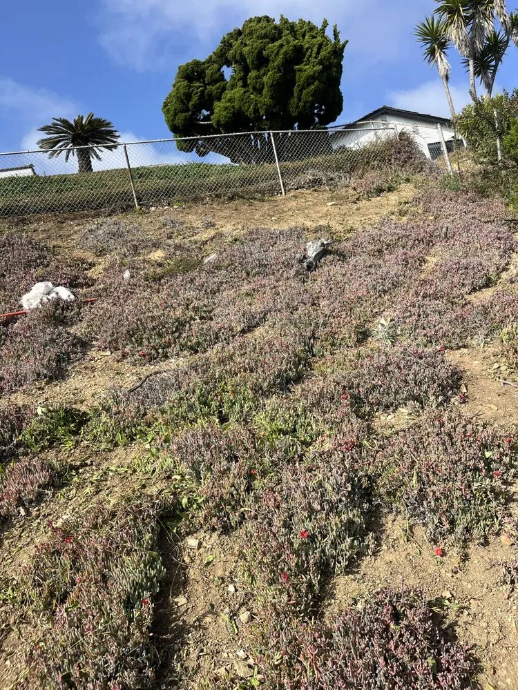 Top-rated residential landscaping in Lawndale, CA by Sals quality gardens