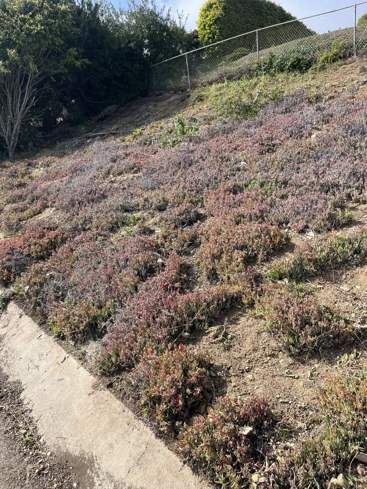 Reliable yard cleanup service for year-round maintenance across Lawndale, CA - Sals quality gardens