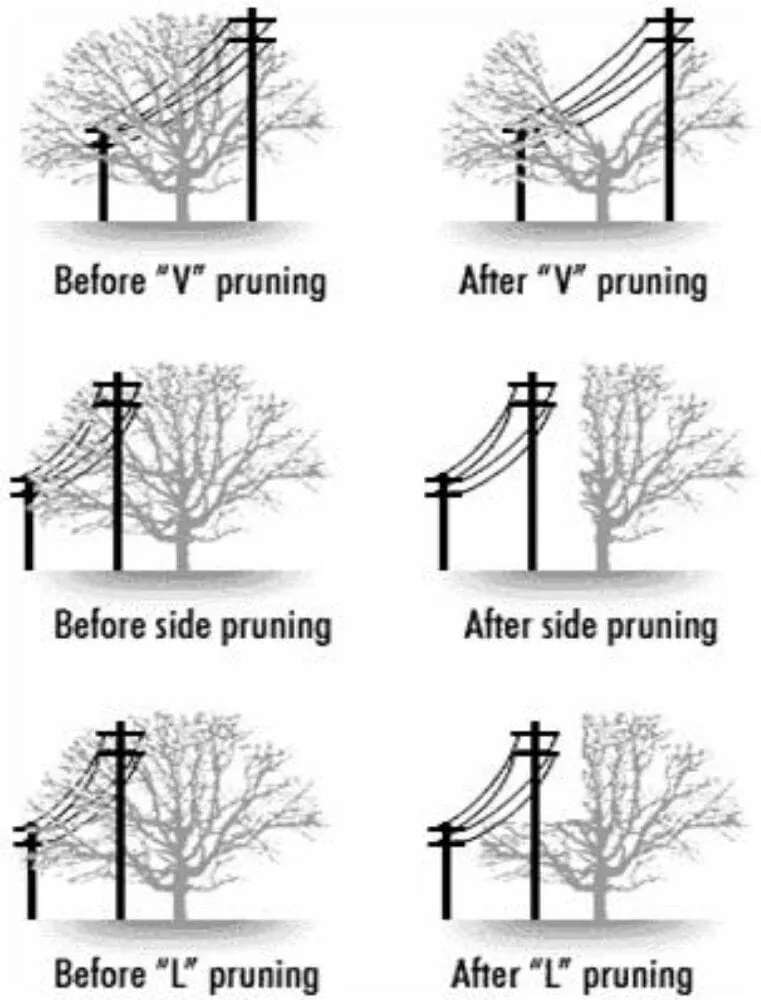 Professional yard maintenance in Fallbrook, CA - Sal's Tree Services & Junk Removal