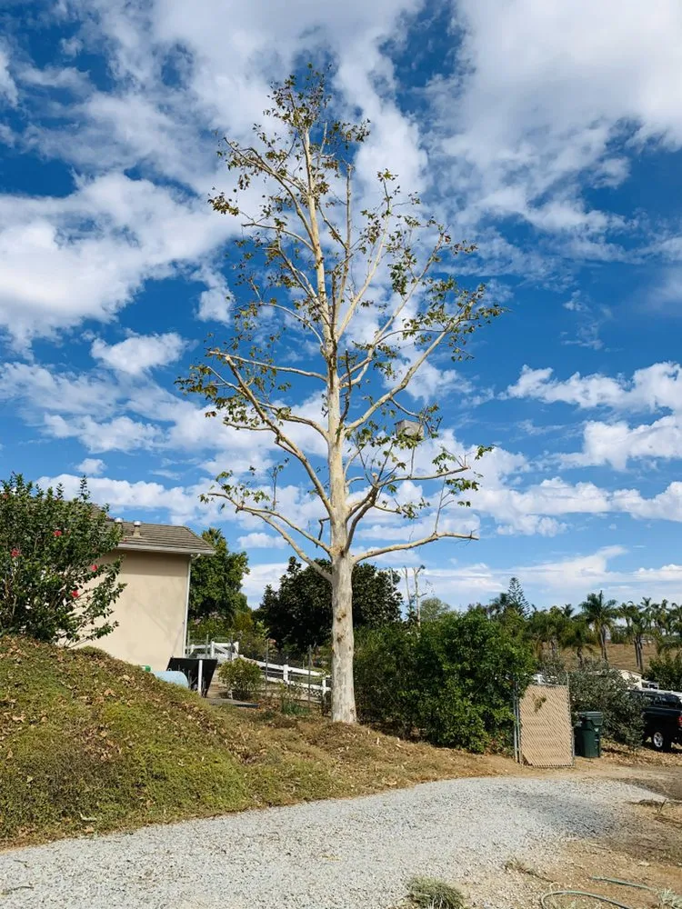 Trusted garden landscaping experts serving Fallbrook, CA - Sal's Tree Services & Junk Removal