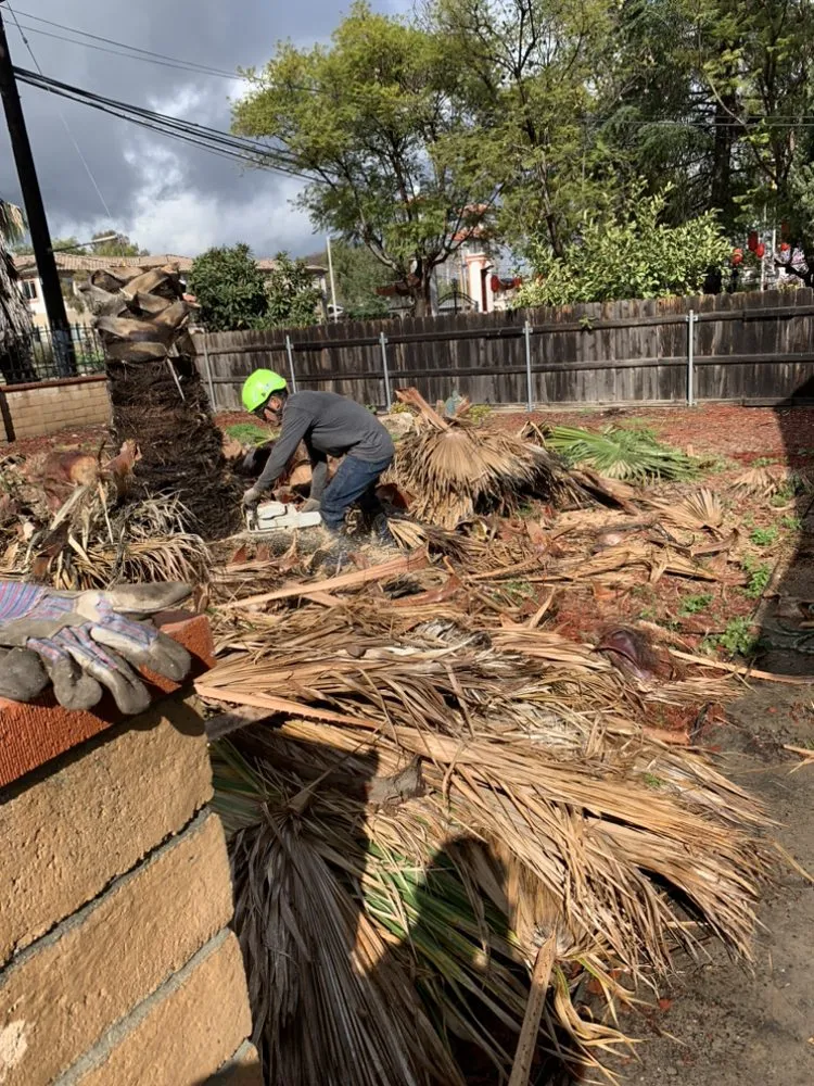 Reliable yard maintenance in Fallbrook, CA - Sal's Tree Services & Junk Removal
