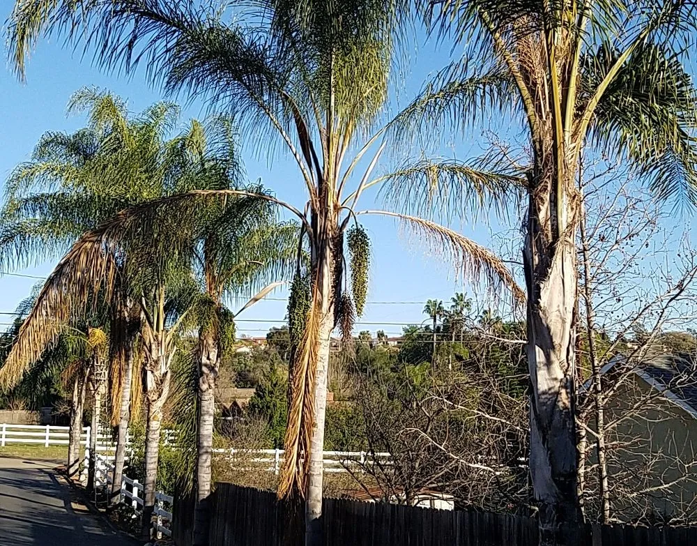 Top-rated yard maintenance in Fallbrook, CA - Sal's Tree Services & Junk Removal