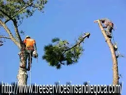 Local yard maintenance experts serving Fallbrook, CA - Sal's Tree Services & Junk Removal