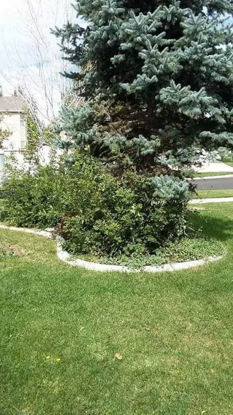 Custom lawn mowing service for homes in Salt Lake City, UT by Salt Lake City Cheap Yard Work