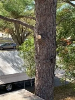 Trusted lawn mowing service in Pinellas Park, FL - Salty Bums Property Maintenance