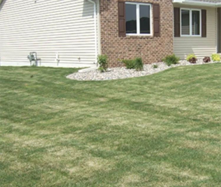 Affordable residential landscaping in Cuero, TX by salty corp