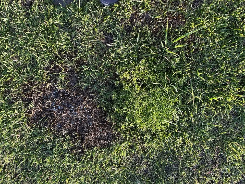 Custom yard maintenance for beautiful yards in Leland, NC by Salty Dog Lawn Care And Landscaping