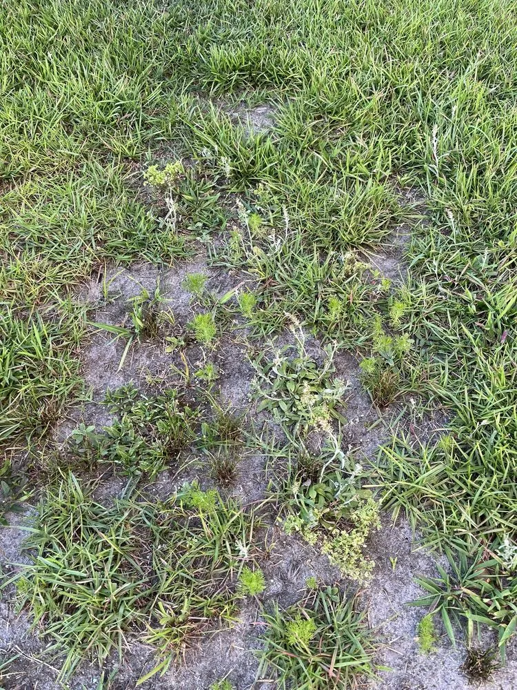 Expert lawn mowing service in Leland, NC by Salty Dog Lawn Care And Landscaping