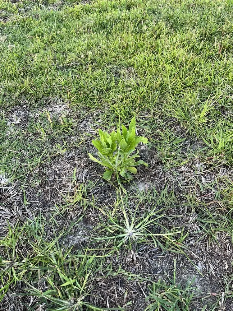 Expert landscaping services with custom design in Leland, NC by Salty Dog Lawn Care And Landscaping