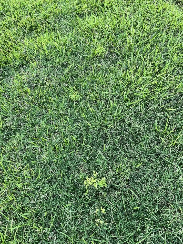 Trusted residential landscaping for homes in Leland, NC by Salty Dog Lawn Care And Landscaping