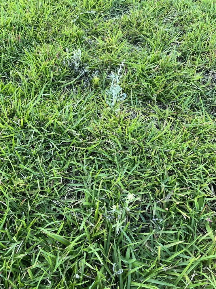 Custom landscaping services with custom design in Leland, NC by Salty Dog Lawn Care And Landscaping