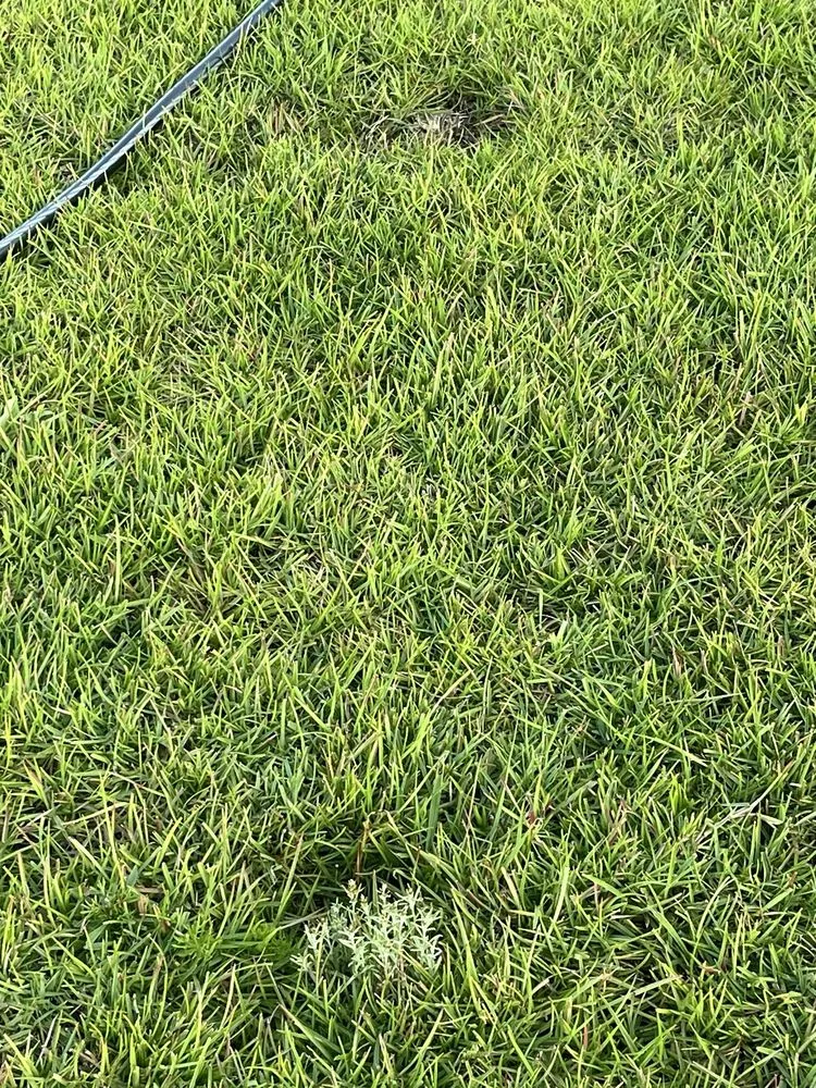 Custom yard maintenance for homes in Leland, NC by Salty Dog Lawn Care And Landscaping