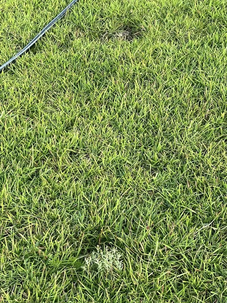 Top-rated yard cleanup service in Leland, NC - Salty Dog Lawn Care And Landscaping