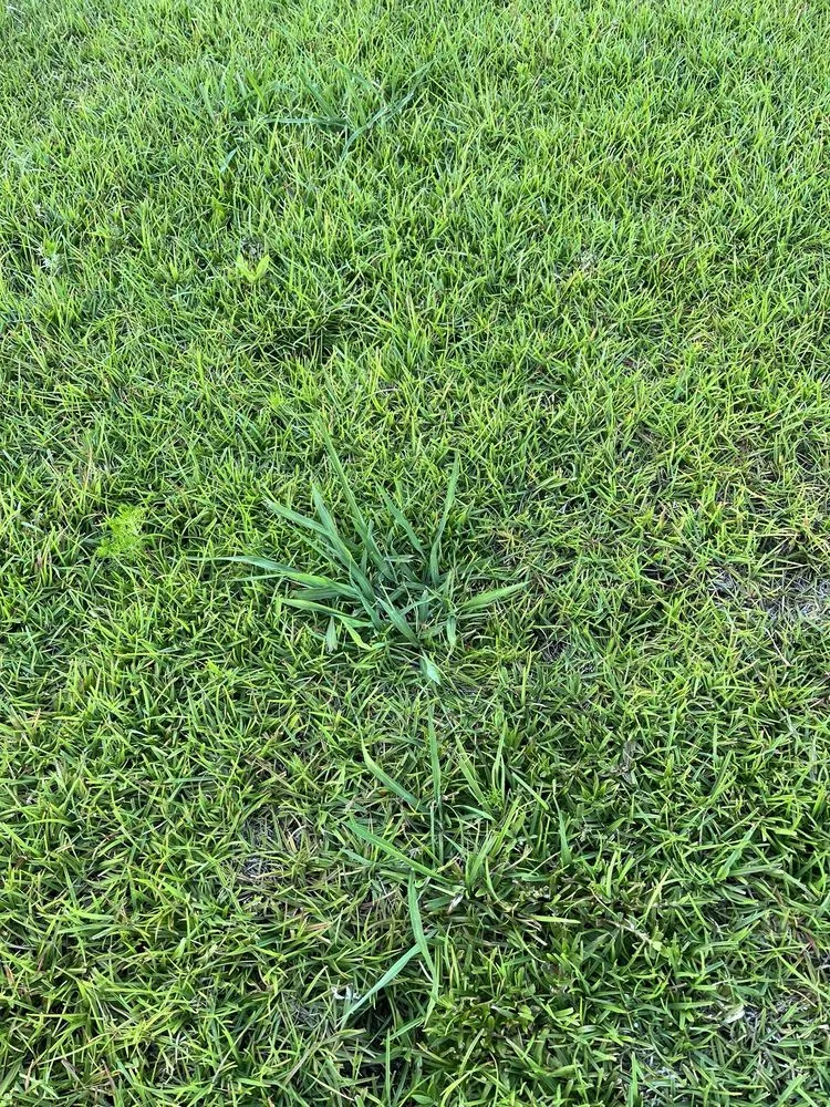 Reliable residential landscaping experts serving Leland, NC - Salty Dog Lawn Care And Landscaping