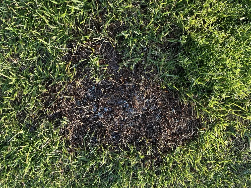 Local outdoor landscaping in Leland, NC by Salty Dog Lawn Care And Landscaping