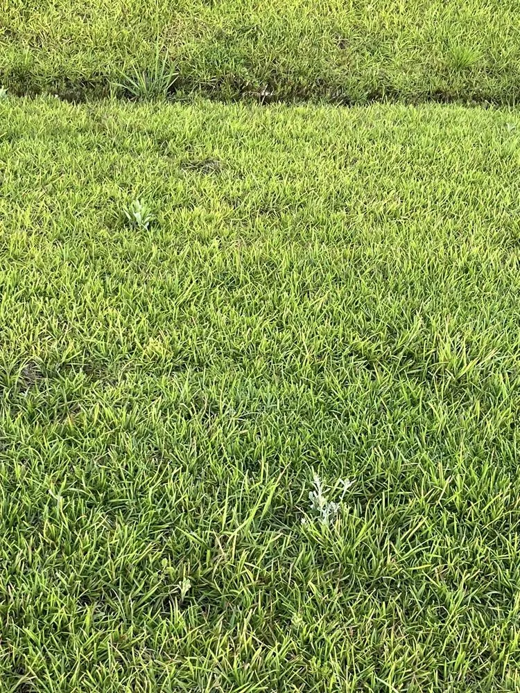 Reliable landscape installation with custom design in Leland, NC by Salty Dog Lawn Care And Landscaping