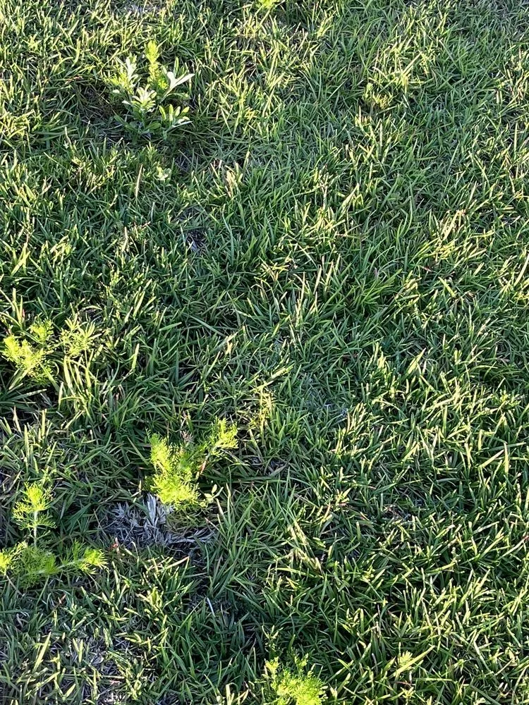 Affordable yard maintenance in Leland, NC - Salty Dog Lawn Care And Landscaping