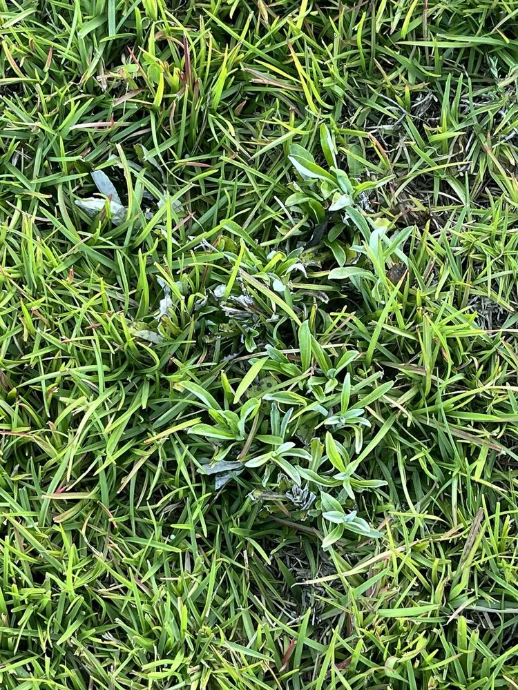 Local landscape installation for outdoor upgrades across Leland, NC - Salty Dog Lawn Care And Landscaping