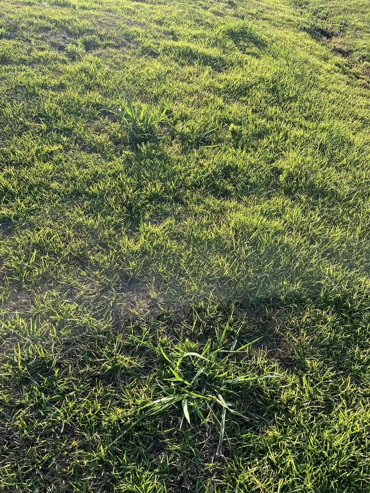 Affordable lawn care service near you in Leland, NC by Salty Dog Lawn Care And Landscaping