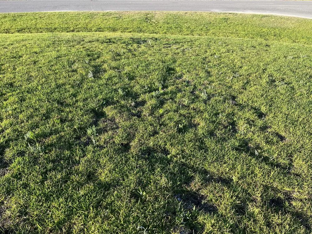 Trusted yard cleanup service experts serving Leland, NC - Salty Dog Lawn Care And Landscaping