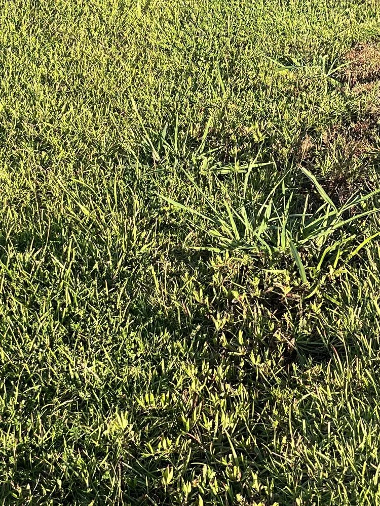 Local landscape design for outdoor upgrades in Leland, NC by Salty Dog Lawn Care And Landscaping