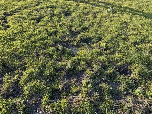 Salty Dog Lawn Care And Landscaping Logo