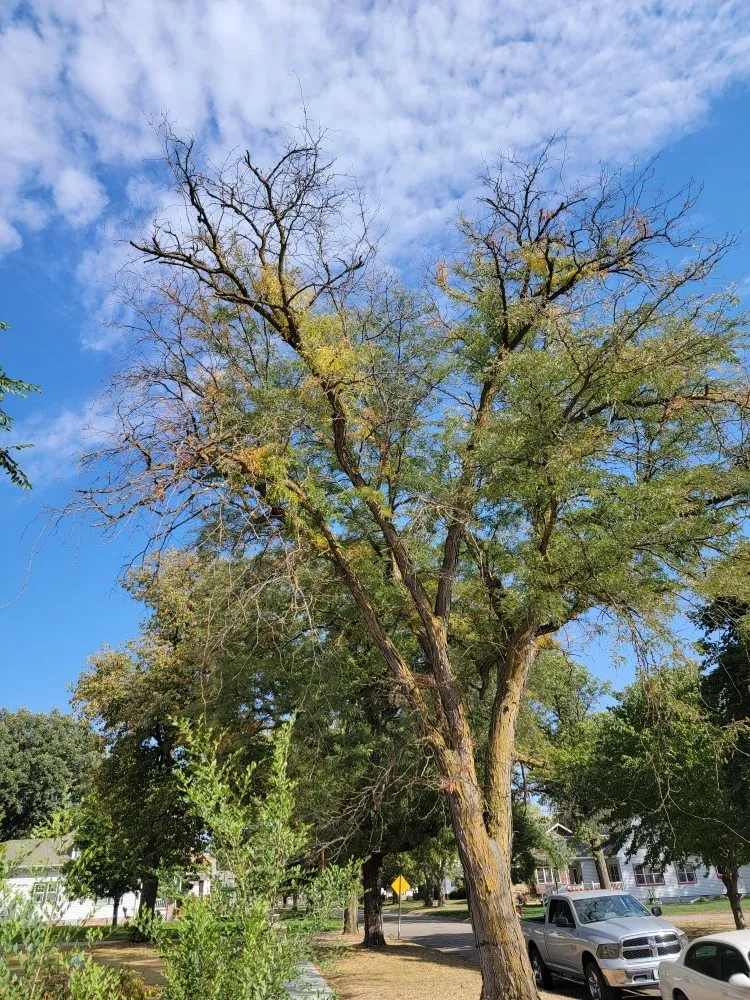 Top-rated lawn care service in Crete, NE by Salud Construction