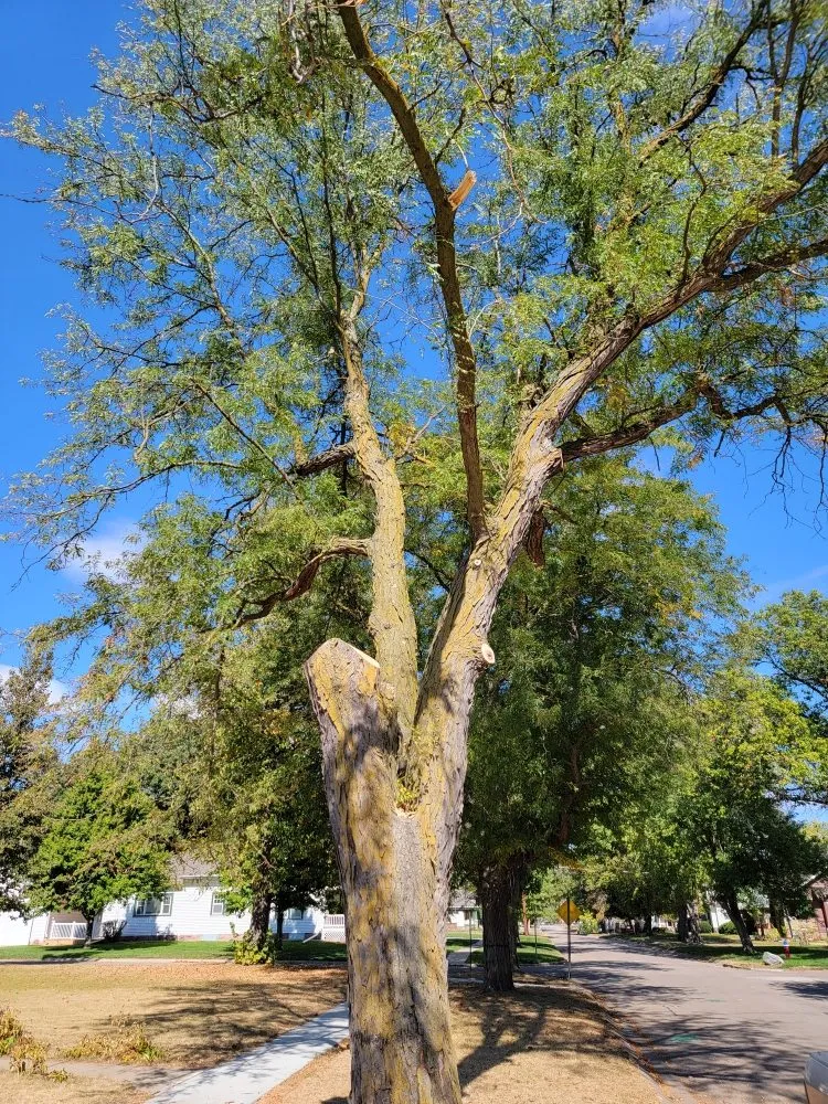 Reliable lawn care service experts serving Crete, NE - Salud Construction