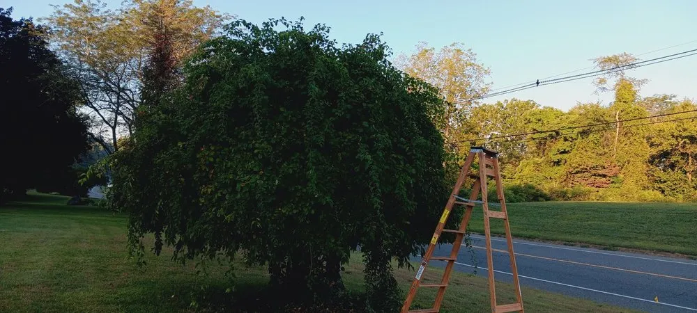 Top-rated landscaping services in Hackettstown, NJ - Salvador Cantoral Landscaping