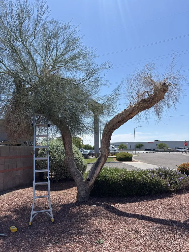 Professional landscaping services for beautiful yards across Phoenix, AZ - Salvador Landscaping
