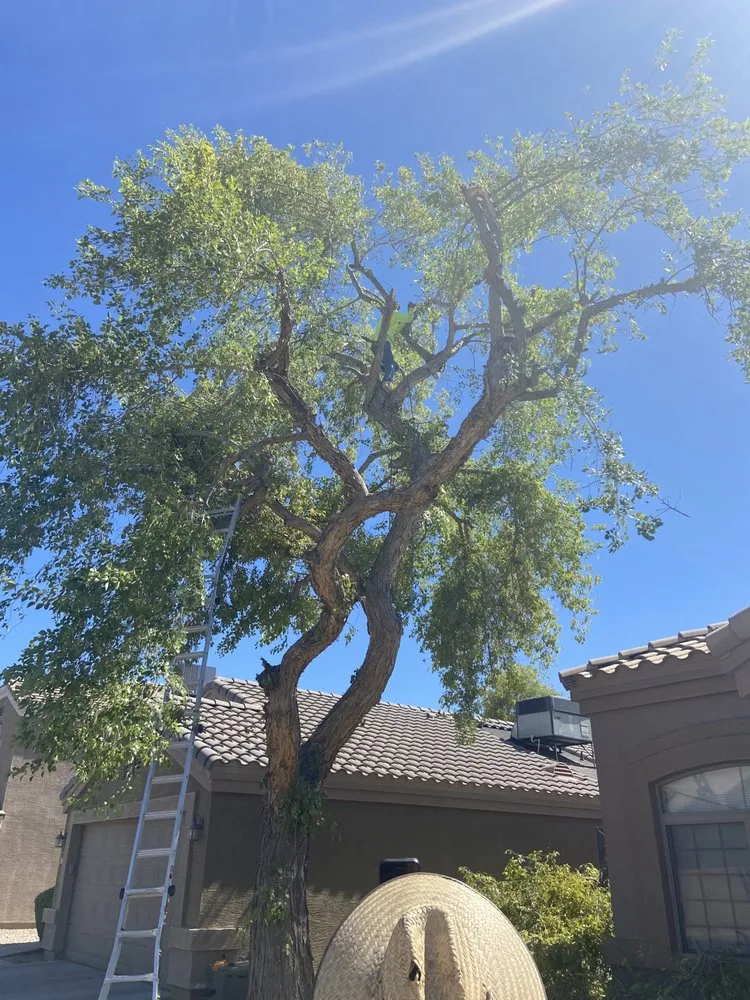 Reliable garden landscaping experts serving Phoenix, AZ - Salvador Landscaping