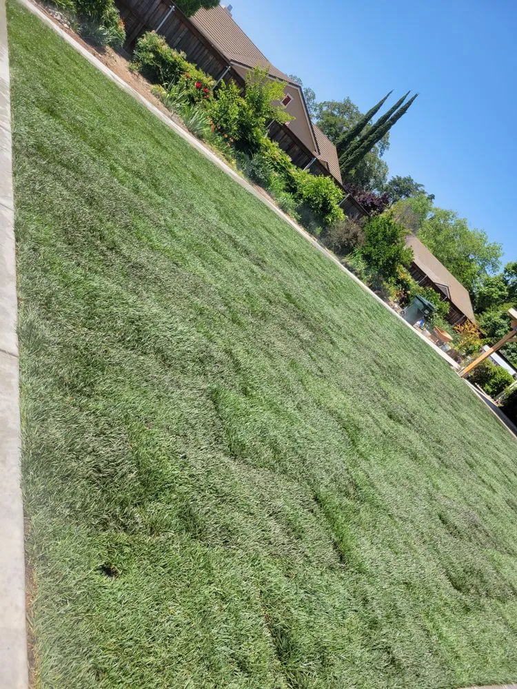 Local yard maintenance in Citrus Heights, CA by Salvador tractor services