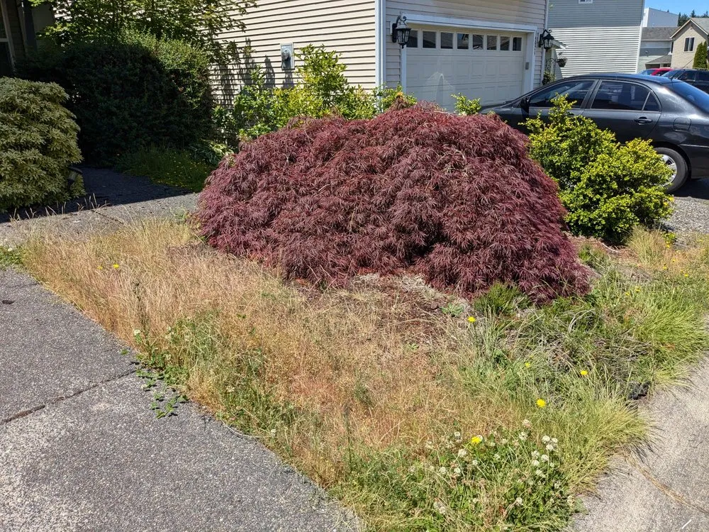 Professional residential landscaping in Everett, WA - Salvador’s Landscaping