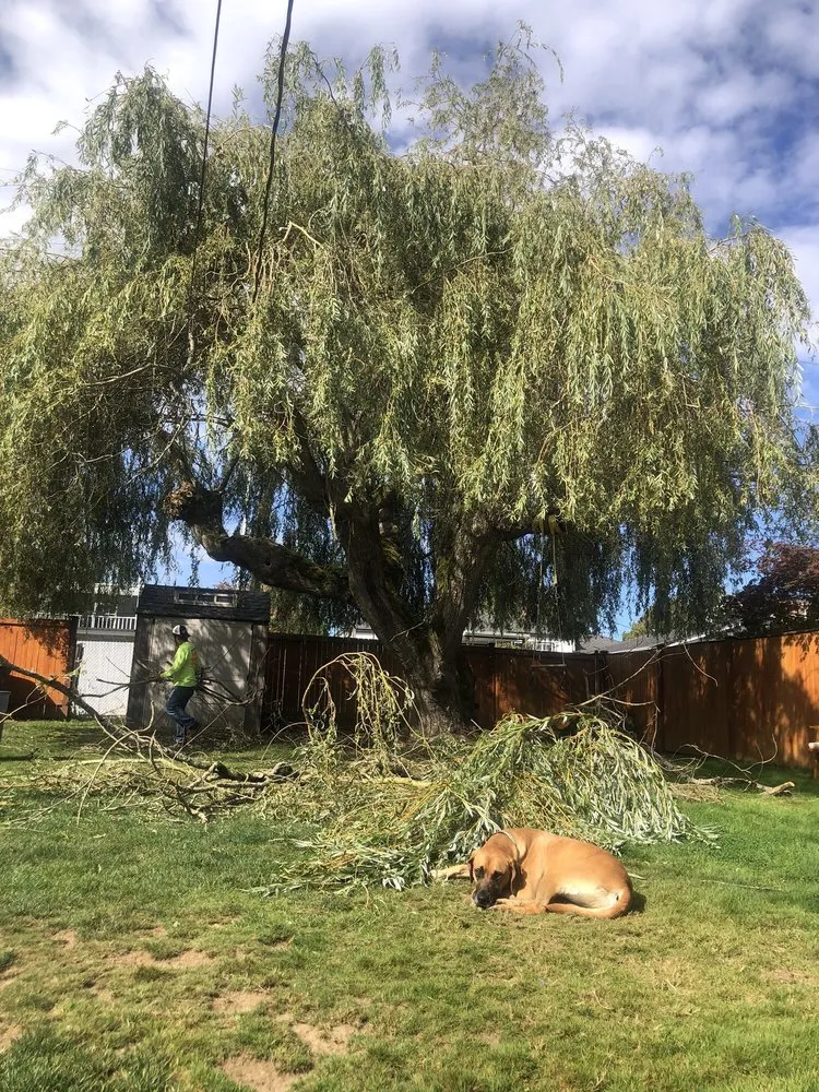 Custom lawn mowing service in Everett, WA - Salvador’s Landscaping