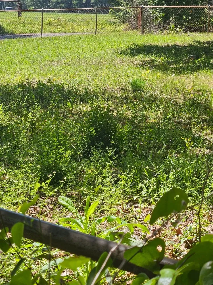 Professional yard maintenance in Kilgore, TX - Salvation Lawncare