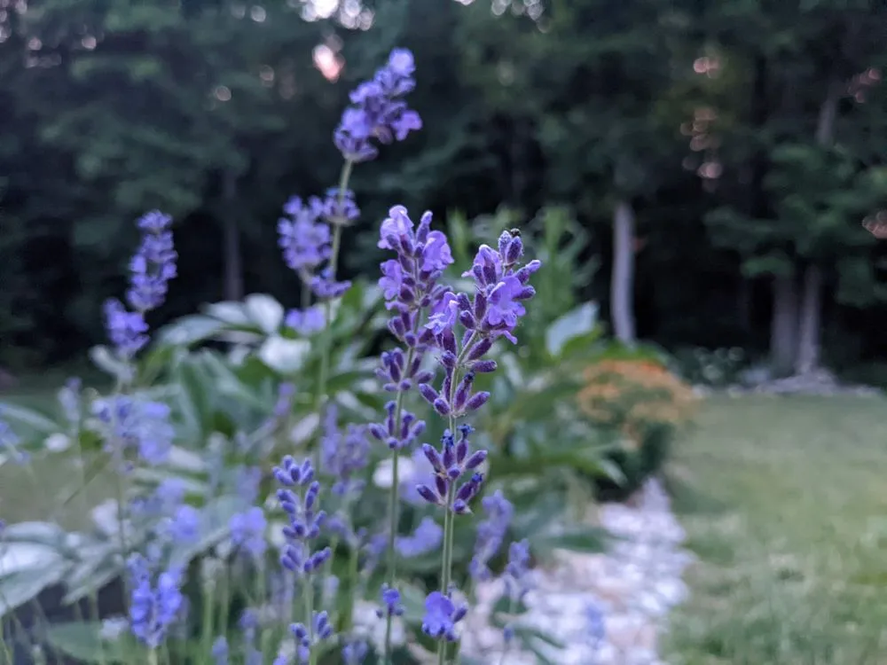 Top-rated lawn care service experts serving Niles, MI - Salzman Services