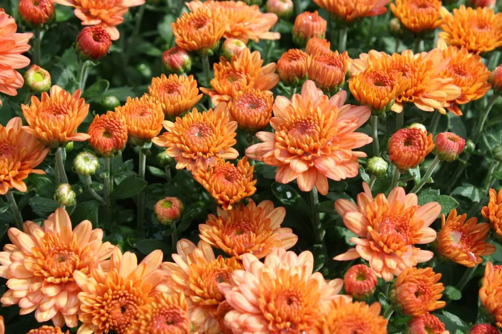 Professional landscaping services in Greenwich, CT - Sam Bridge Nursery & Greenhouses